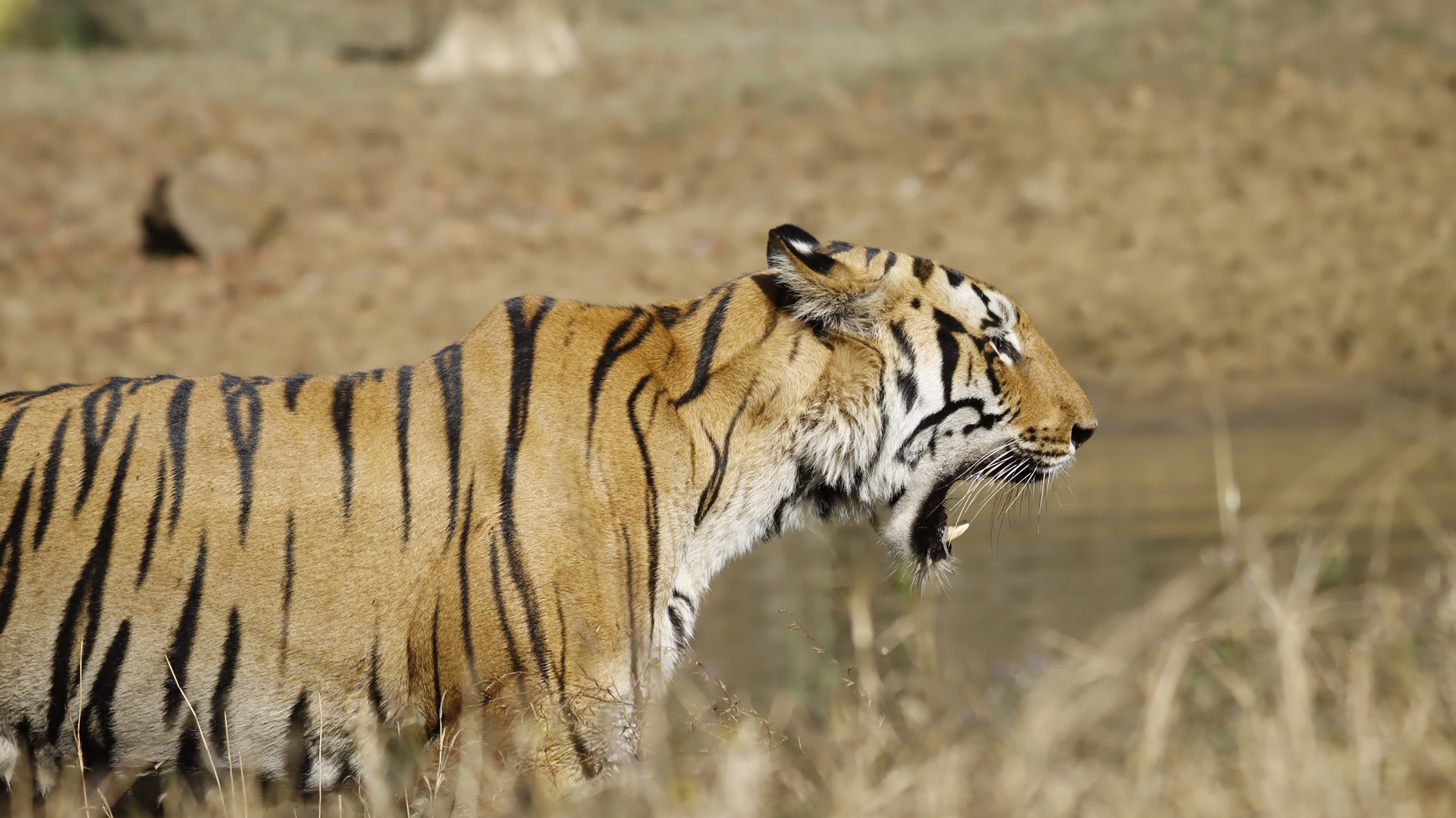 Planning Your First Tiger Safari? Here’s Why Tadoba Should Be on Your List