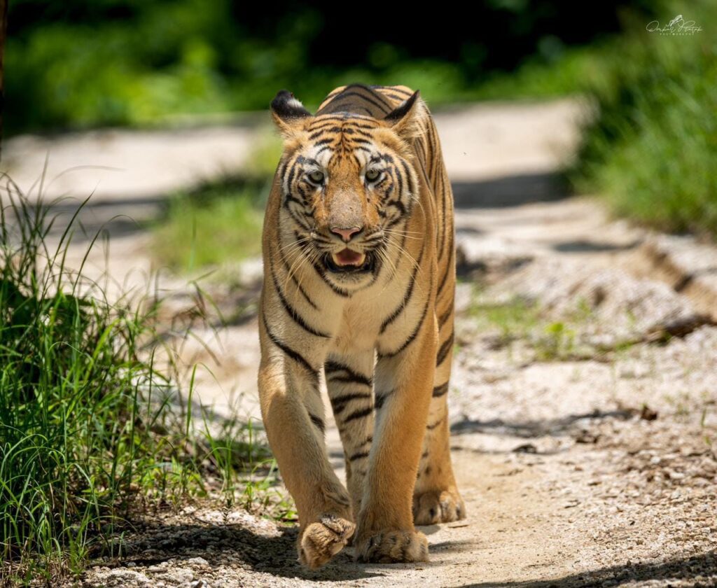 Out Tadoba hotel tour packages