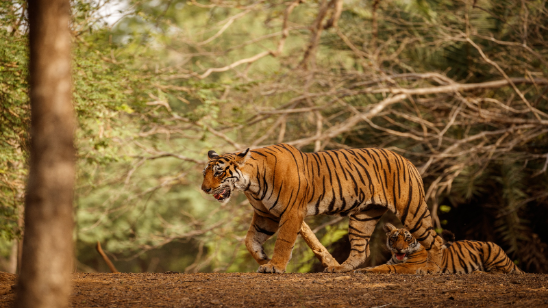 Tadoba Tiger Reserve, Maharashtra – A Complete Guide