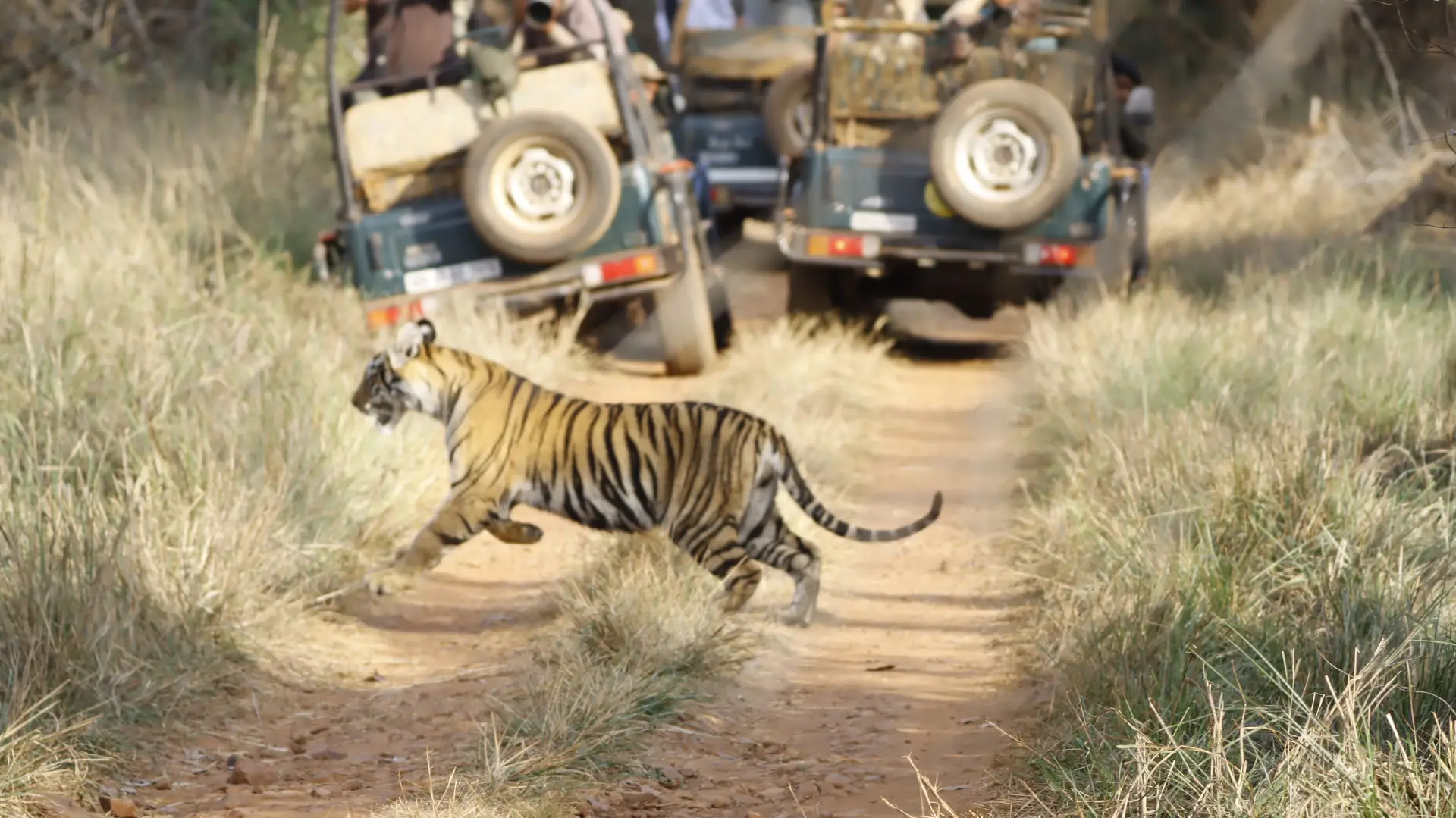 A Weekend Escape into the Wild: Tadoba Tiger Reserve