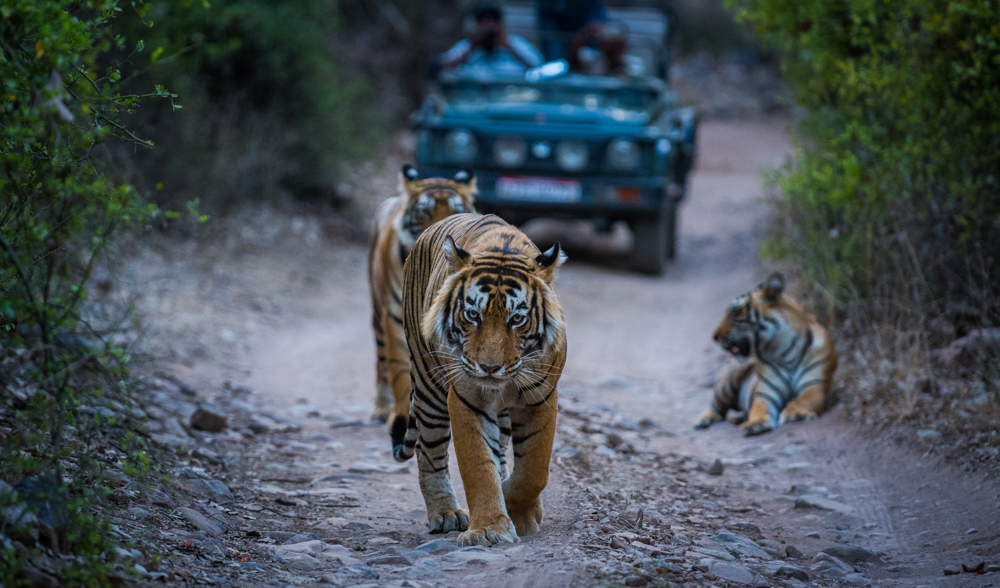 An evening well spent with a dominant male tiger of tourism area and his cubs at Ranthambore Tiger Reserve, india