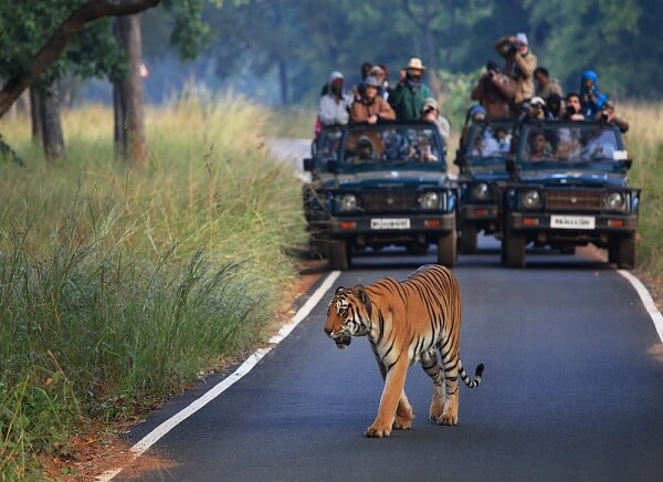 How to Plan Your Tadoba Trip: Costs, Safaris, Tips & Entry Gates