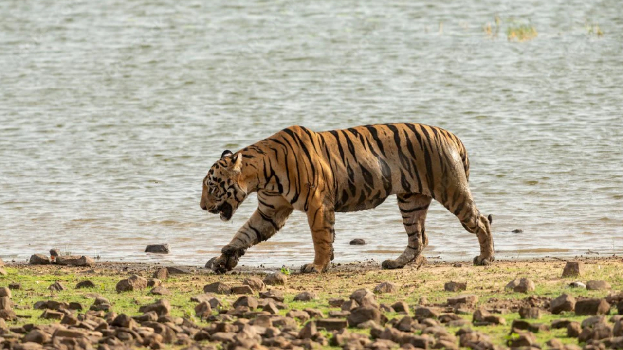 Top 10 Reasons to Visit Tadoba Tiger Reserve This Year