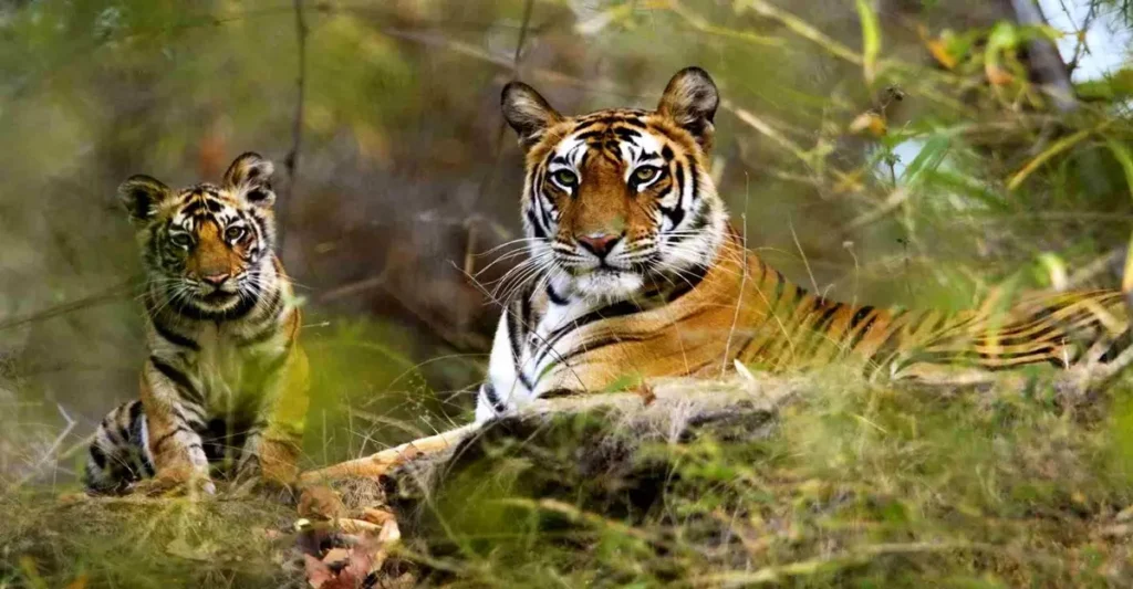Tadoba: Maharashtra’s Best Wildlife Escape for Families & Friends