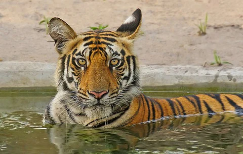 Why Summer Is the Best Time to Visit Tadoba Tiger Reserve