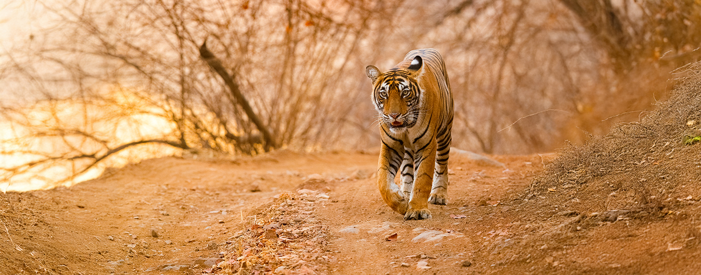 How to Increase Your Chances of Tiger Sightings in Tadoba