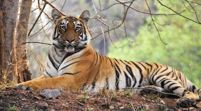 🐅 A Perfect 2-Day Itinerary for Tadoba – Safaris, Stays & More