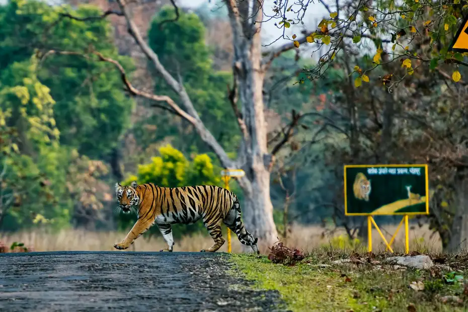 Best Time to Visit Tadoba Tiger Reserve – A Complete Season-Wise Guide