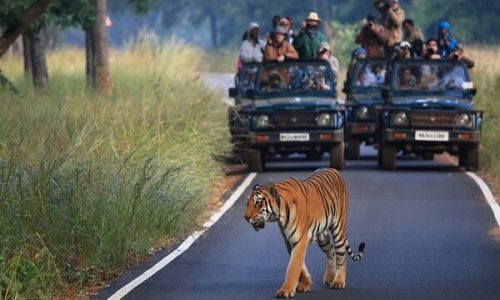 1722600737-tiger-at-tadoba-wildlife