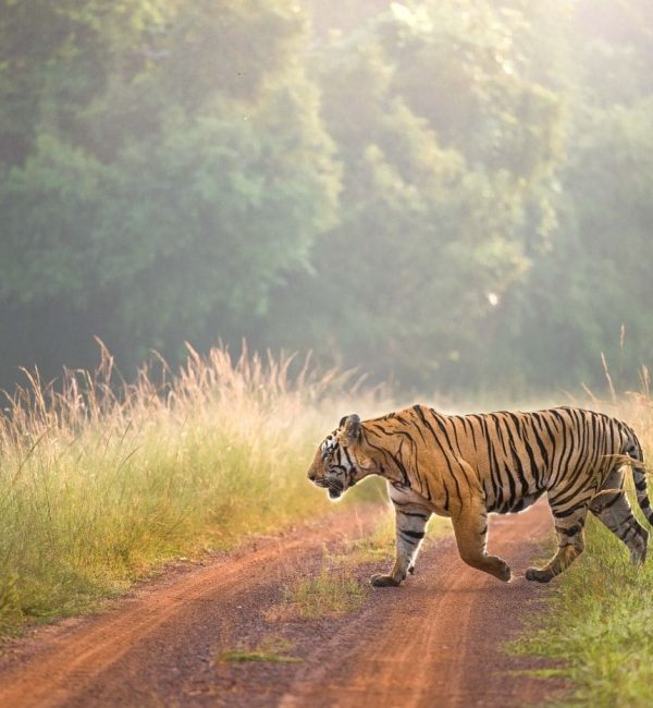 67a30ff4815ee8e454c70944_Tiger road cross, Tadoba.