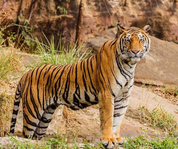 Bori-Wildlife-Sanctuary