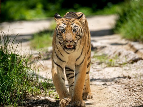 Out Tadoba hotel tour packages