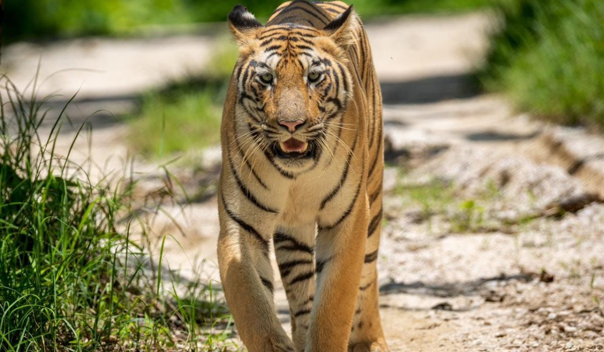 Nimdhela Buffer Gate