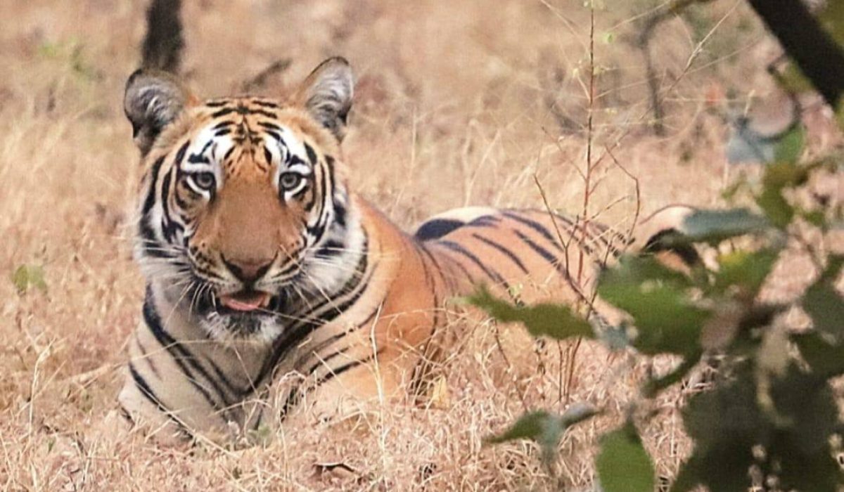 Shedegaon Buffer Gate