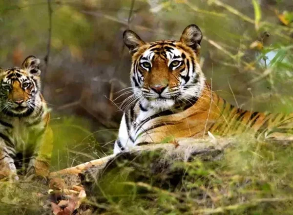 Tadoba-National-Park-1024x533