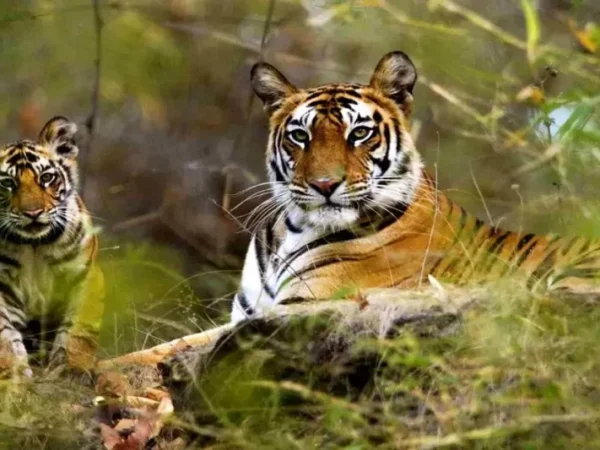 Tadoba-National-Park-1024x533
