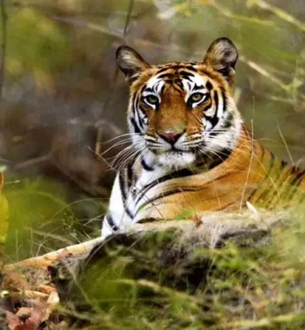 Tadoba-National-Park-1024x533