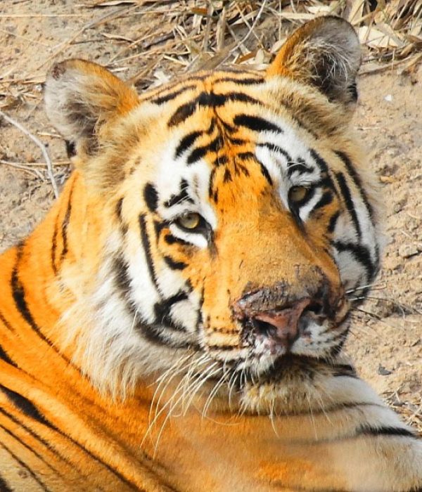 The beautiful face of a Royal Bengal Tiger at Tadoba Tiger Reserve, India