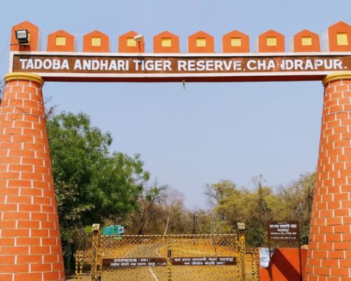 tadoba img