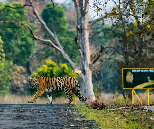 tiger-spotted-in-Tadoba-Andhari-Tiger-Reserve-930x620